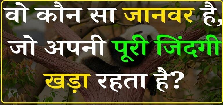 General Knowledge Quiz: आज हम आपके लिए एक ऐसी क्विज लेकर आए हैं, जिसके सवाल और जवाब दोनों ही अतरंगी है. इसलिए इन सवालों के जवाब देना आपके लिए इतना आसान नहीं होगा.